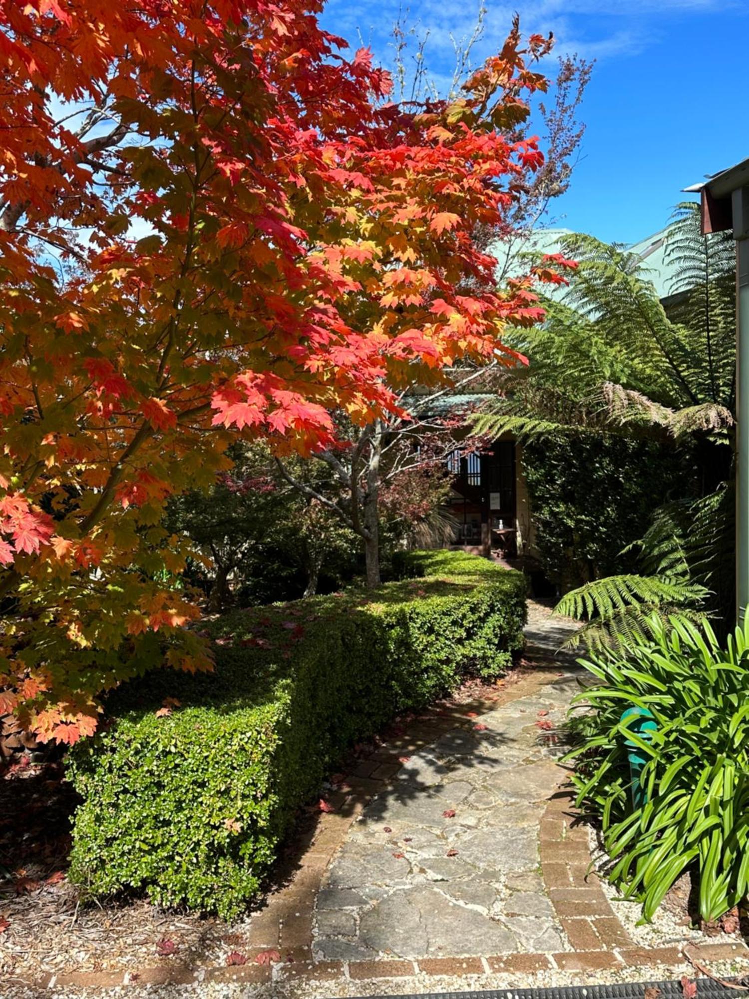 Valley Of The Waters B&B Wentworth Falls Exteriör bild