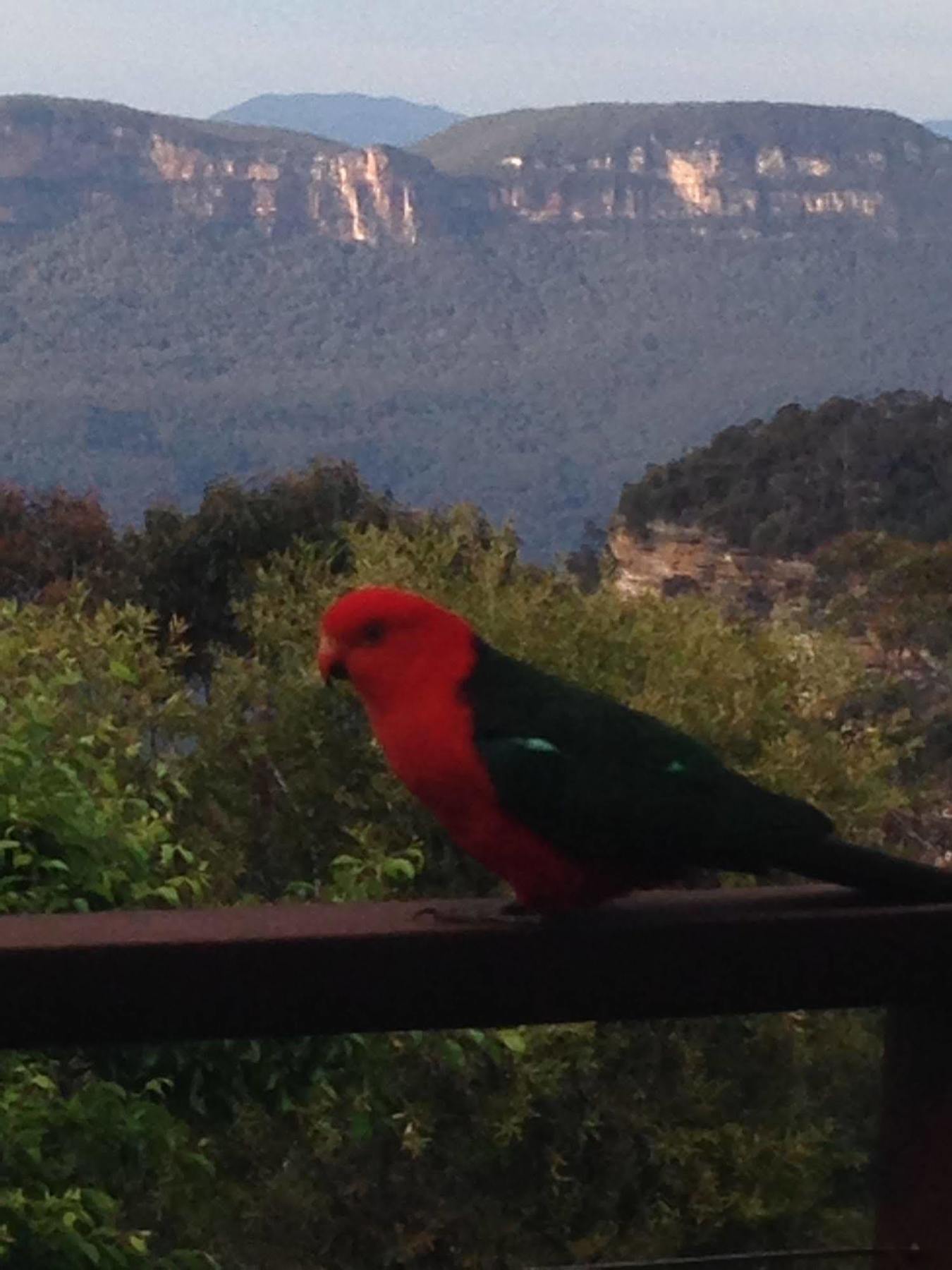 Valley Of The Waters B&B Wentworth Falls Exteriör bild
